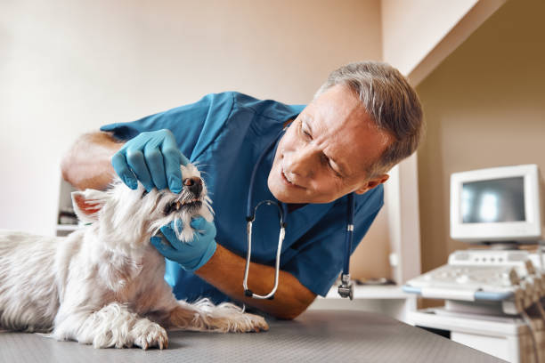 Best 24-Hour Emergency Dentist in Cockeysville, MD